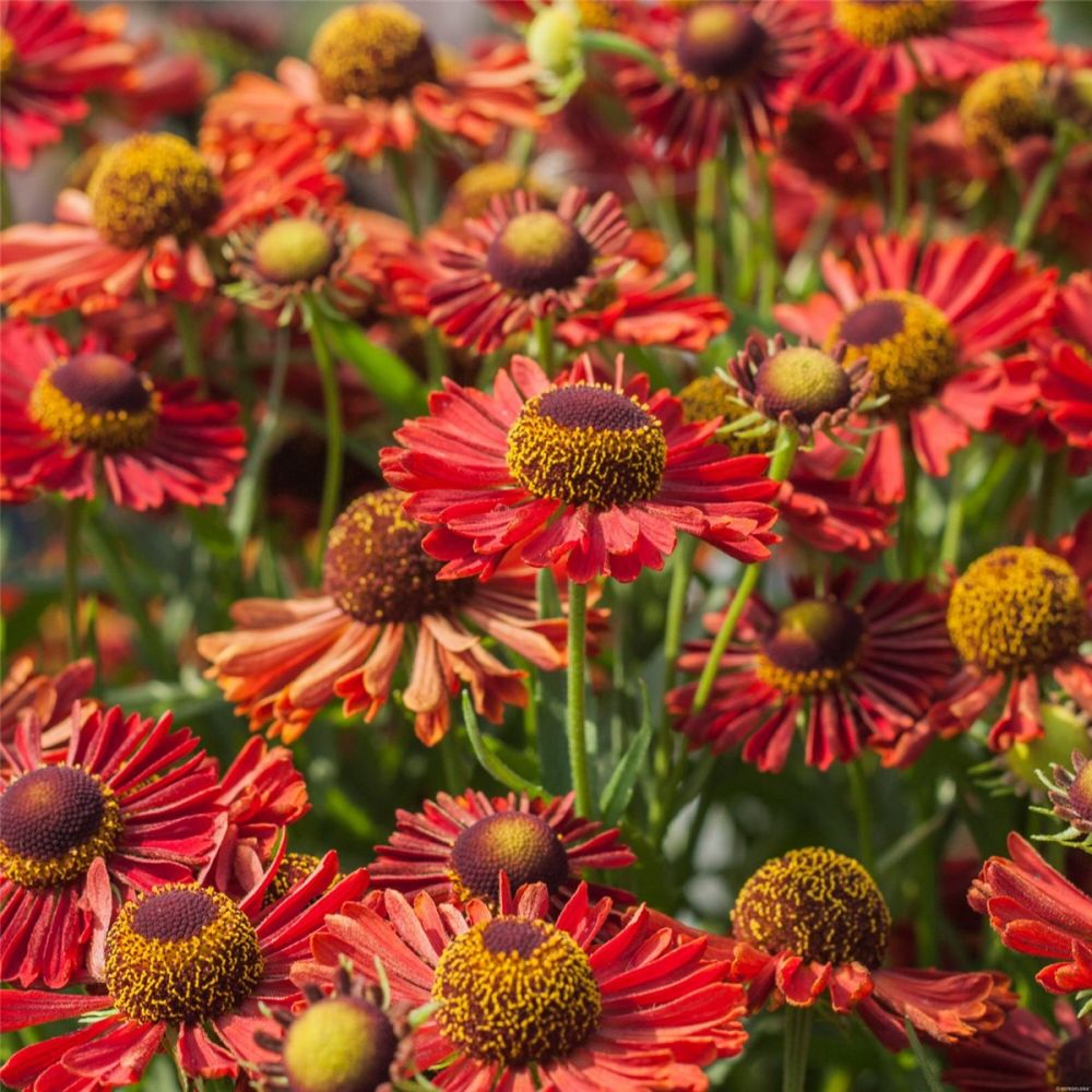 Helenium autumnale 'Ranchera'